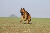 BERGER ALLEMAND 903